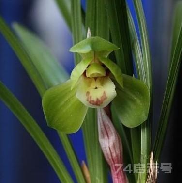 中国兰花鉴赏——春兰篇——荷瓣