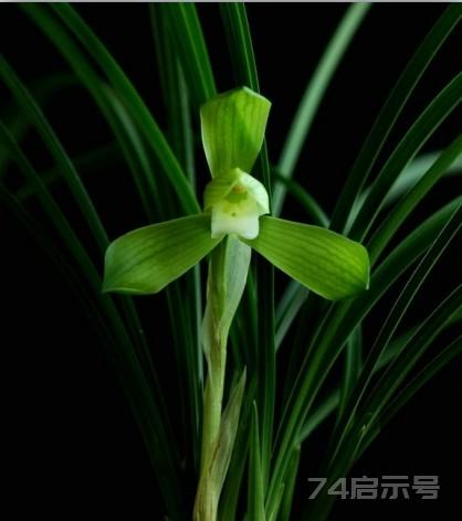 中国兰花鉴赏——春兰篇——荷瓣