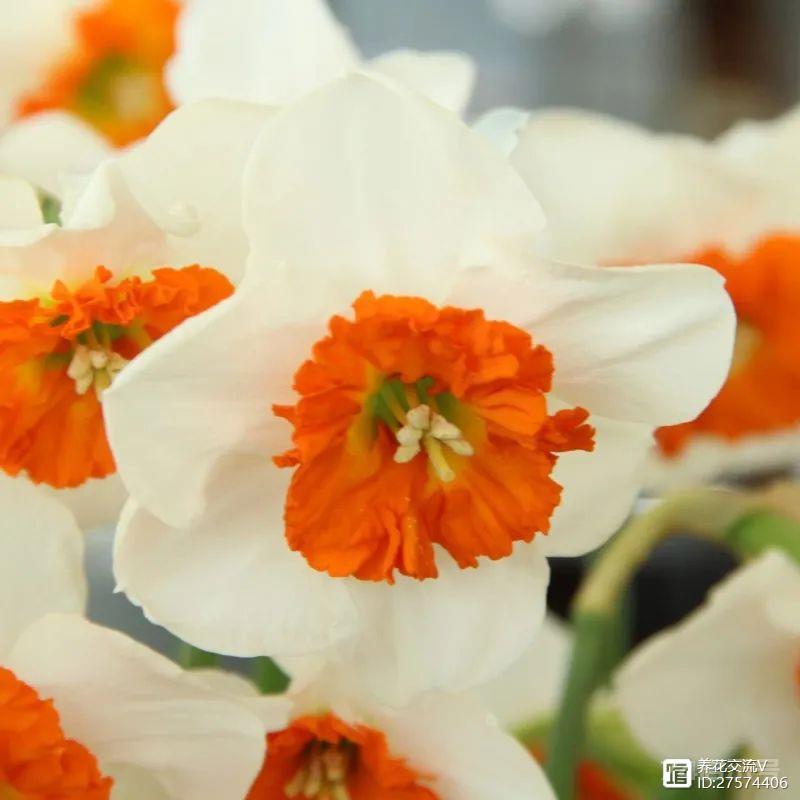让盆栽洋水仙年复一年开花的操作，12月初买种球，每年春节观花