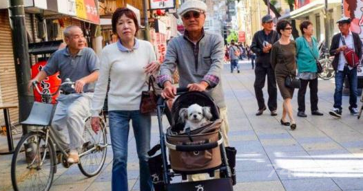 日本老龄化的后遗症：老人把宠物当成孩子养 ，死后留下大笔财产