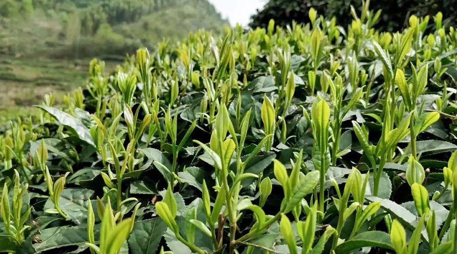 绿茶——六安瓜片
