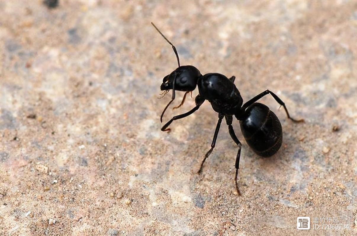 国医大师朱良春运用虫类药经验——蚂蚁