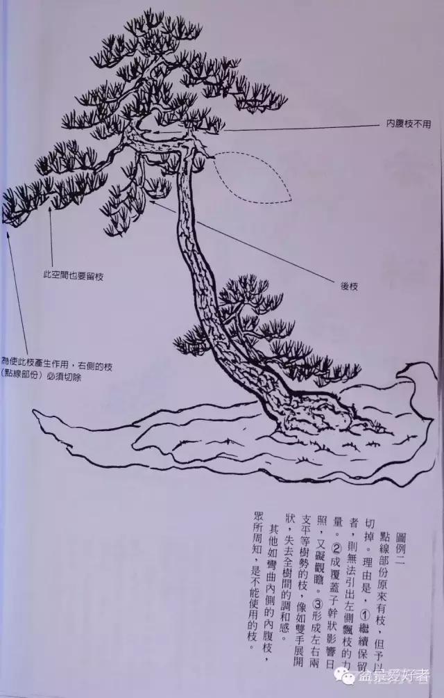 精典画册：1986年的盆栽连载《空间有美》