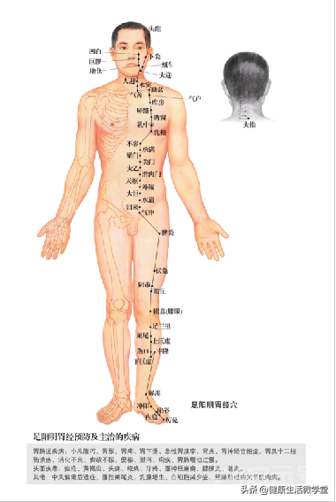 十二经络学习（3）：足阳明胃经及胃经上的原穴、洛穴和输穴