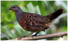 鸟类传统分类「鸟纲」（二）