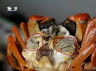 吃螃蟹喝红糖姜茶起什么作用_螃蟹不能和什么一起吃_吃螃蟹能喝酒吗
