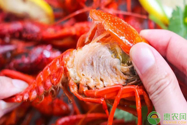 孕妇能吃小龙虾吗   龙虾和小龙虾的区别