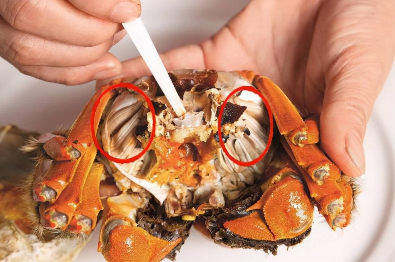 螃蟹多有肺吸虫幼虫囊蚴和副溶血性弧菌 一定要煮熟