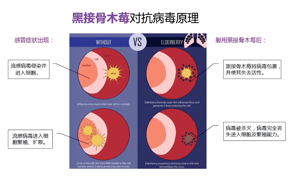 营养课堂 | 带您了解“免疫先锋”——接骨木莓