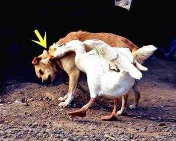 蛇为什么会怕鹅屎？这是真的吗？
