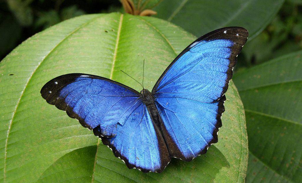 蓝闪蝶，蝴蝶过山门——闪闪浪漫中的硬核科学技术