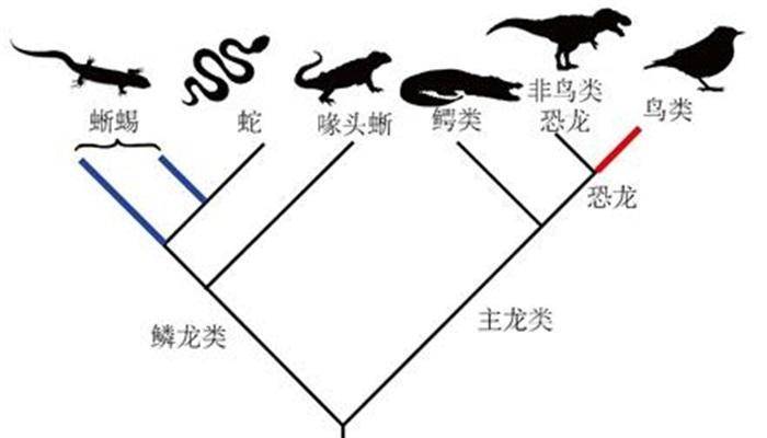 蛇能隔空将青蛙吸到嘴里？太离谱了哈，人类都做不到