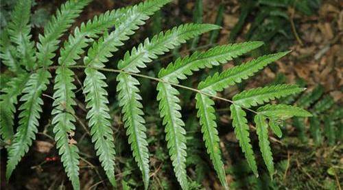 这植物叫“金毛狗”，形状奇特价值高，茸毛一斤几百块