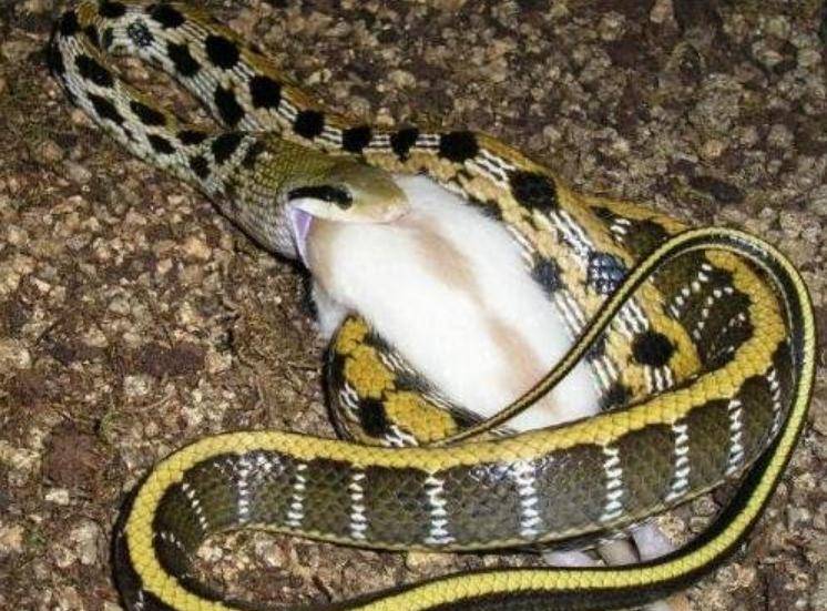 “捕鼠大王”黑眉锦蛇，是如何做到有它之地，鼠类片甲不留的