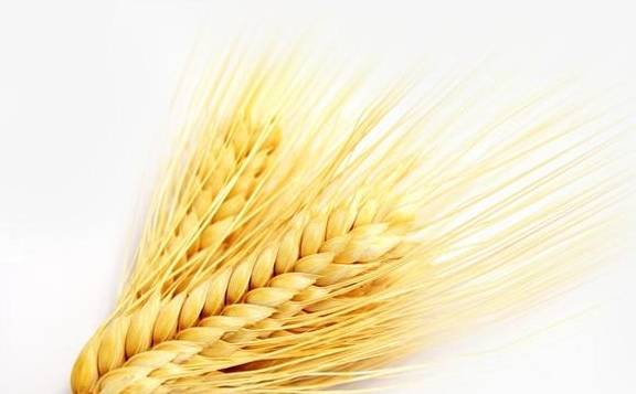 宠物百科：14种宠物绝对不能吃的常见食物！