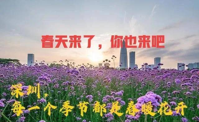 深圳每一个季节都是春暖花开，你可随时来看花