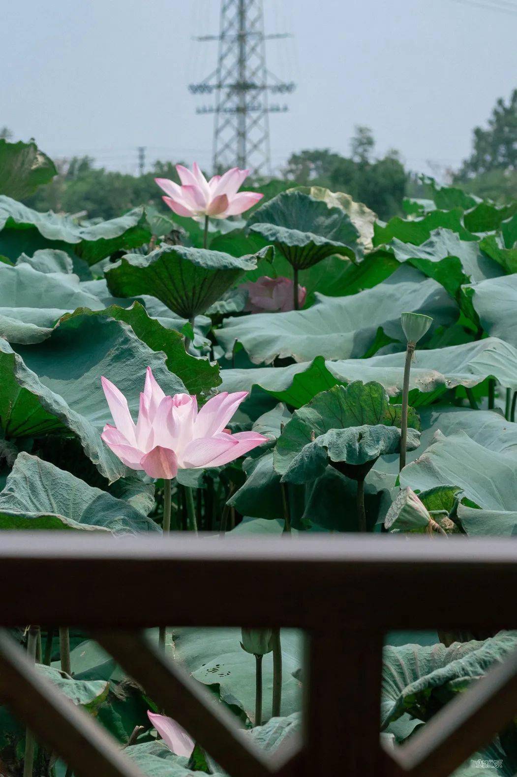 春节出游｜人少景美好吃好玩的城市（江门篇）
