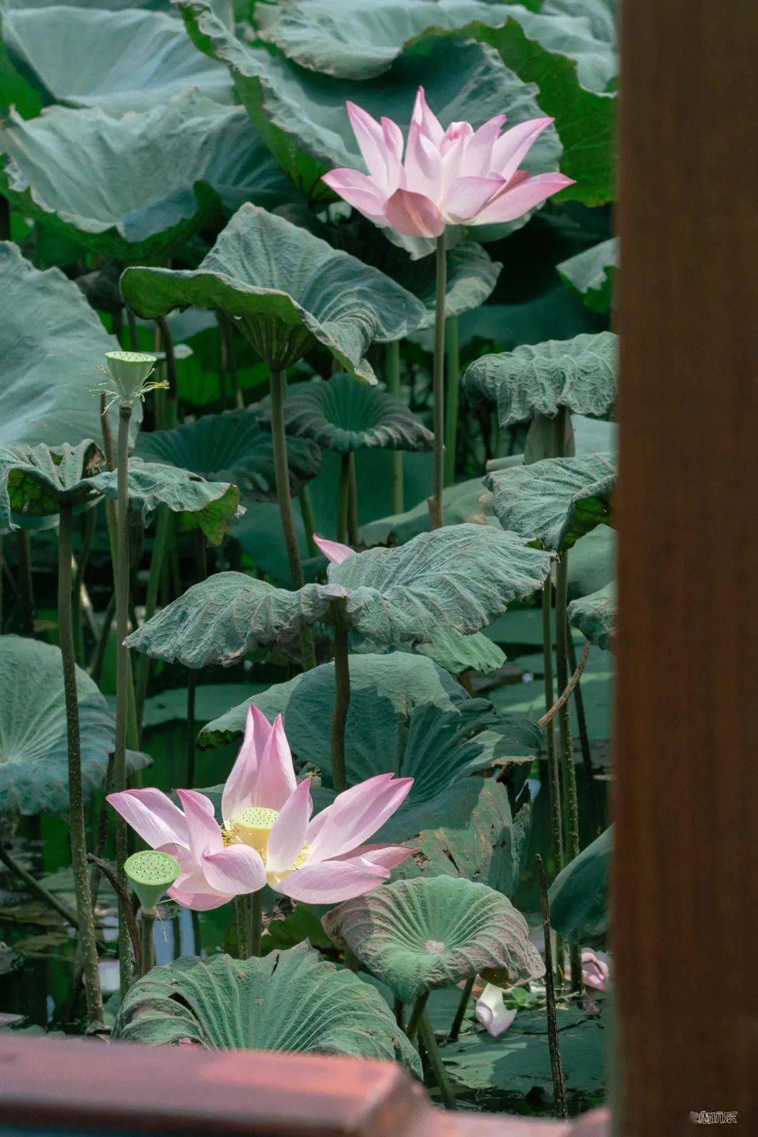 春节出游｜人少景美好吃好玩的城市（江门篇）