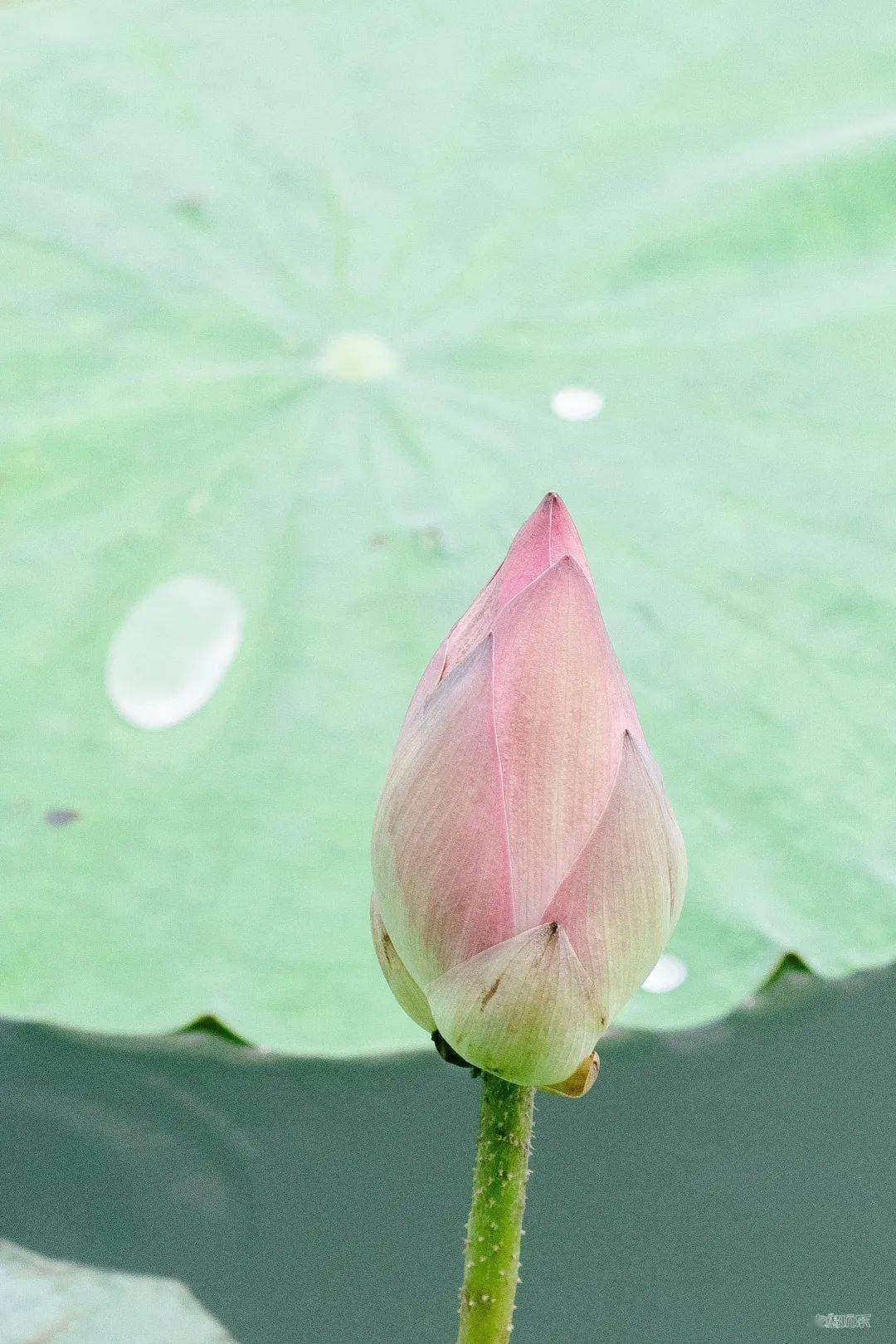 春节出游｜人少景美好吃好玩的城市（江门篇）
