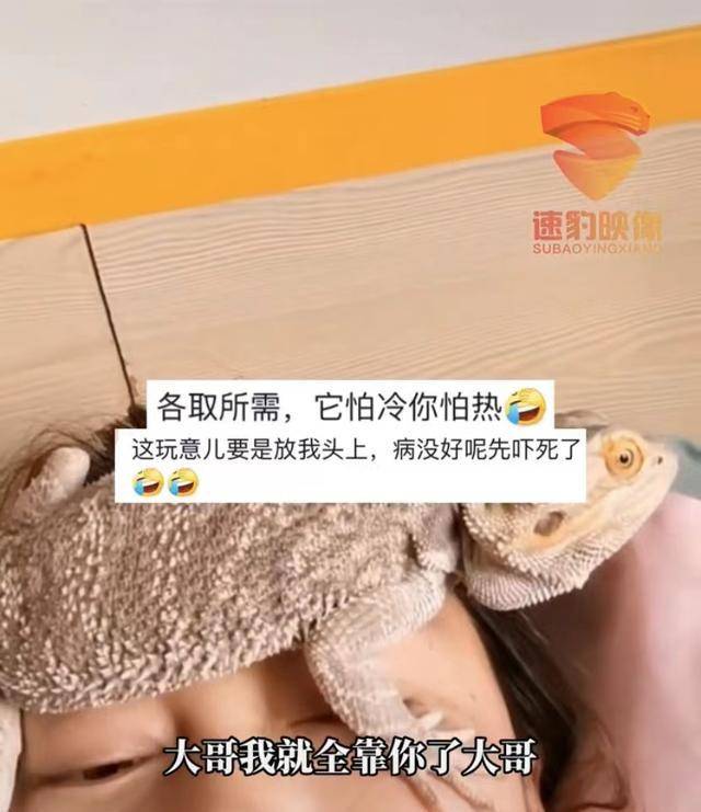 女子为退烧，将蜥蜴放到额头降温网友：全网最硬核物理退烧