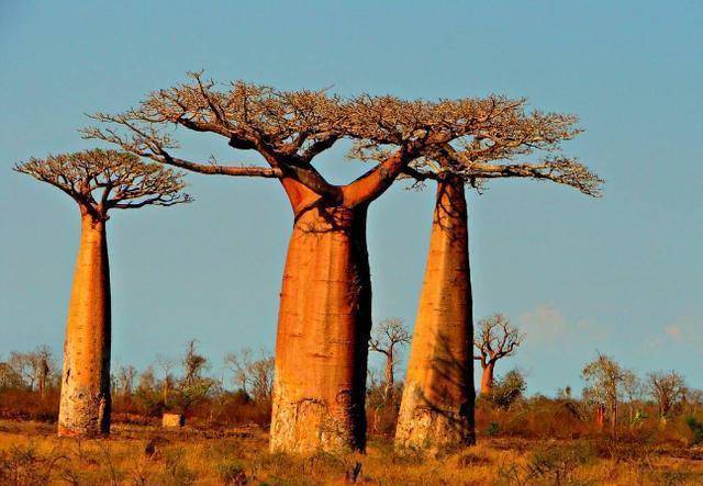 非洲沙漠中的“大肚子树”，树干可储存2吨水，到我国却变苗条了