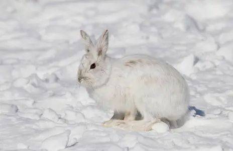 关东民俗雪乡游玩攻略
