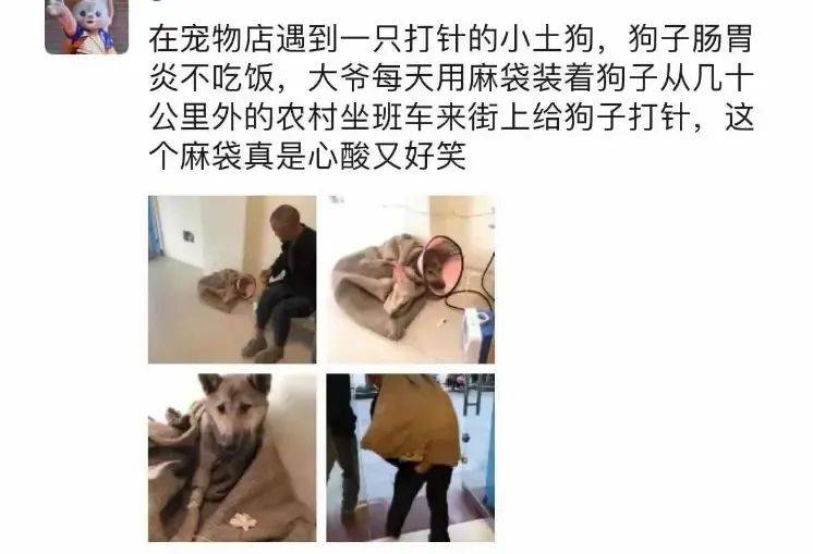 老大爷带爱犬看病，每天背着尼龙口袋去城里：小土狗一样值得被爱