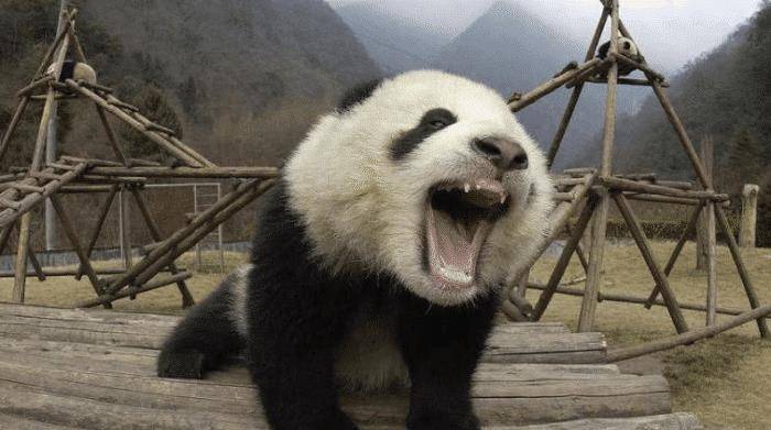 大熊猫真的急眼后，什么动物能镇住它？专家：估计也就只有它“表哥”了