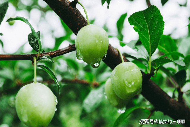 老人讲“梅雨吃三宝，虎夏身体好”，今年梅雨季啥时候？三宝指啥