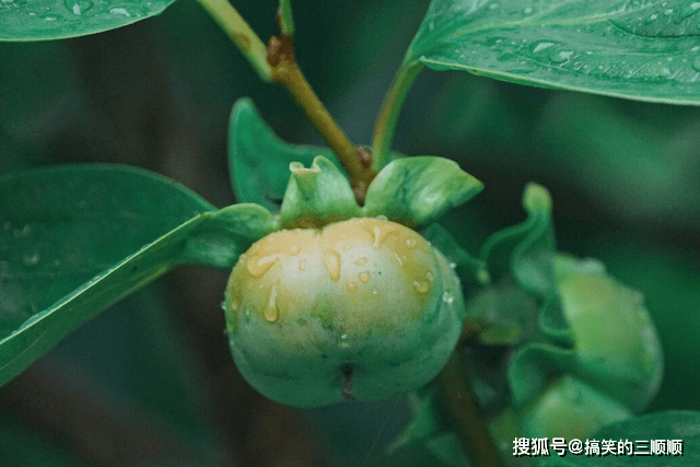 老人讲“梅雨吃三宝，虎夏身体好”，今年梅雨季啥时候？三宝指啥