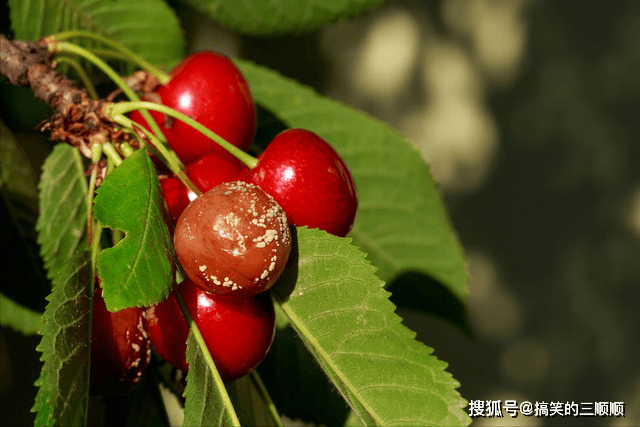 老人讲“梅雨吃三宝，虎夏身体好”，今年梅雨季啥时候？三宝指啥