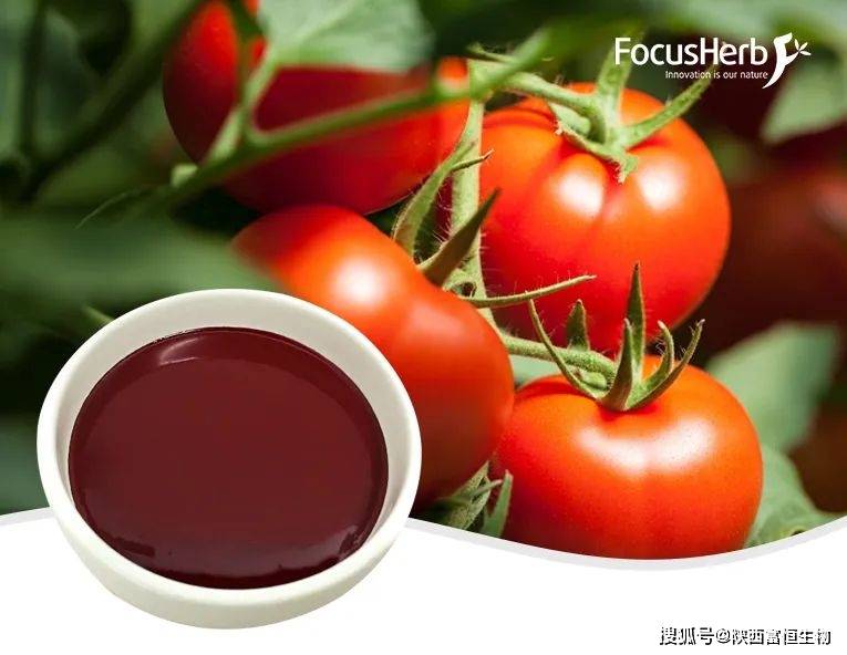 番茄提取物：大自然赐予的天然抗氧化剂！