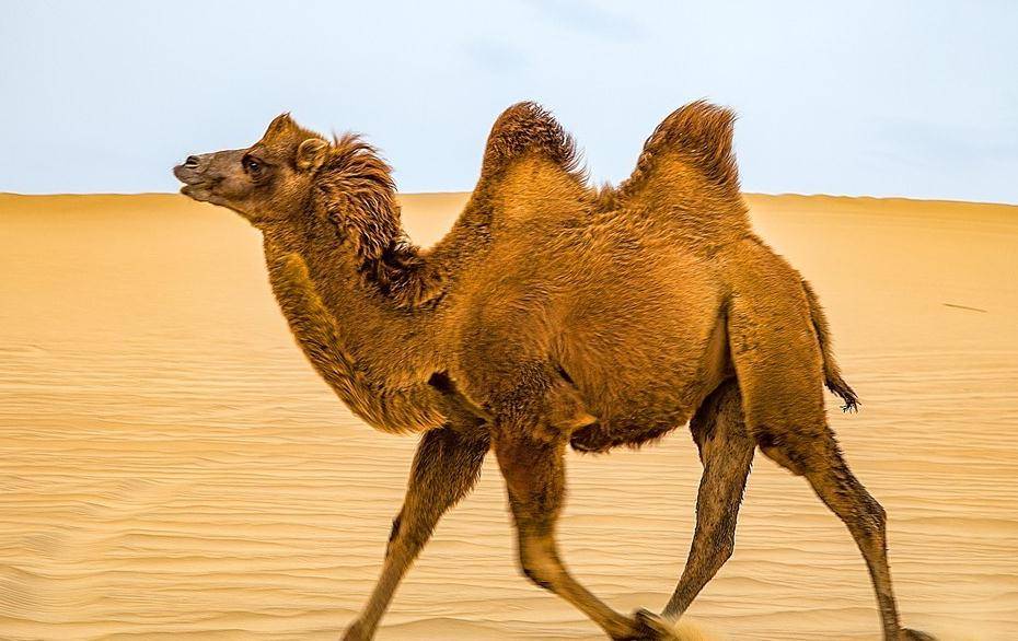 沙漠中遇到渴死的骆驼，为什么不能碰呢？后果会有多严重？