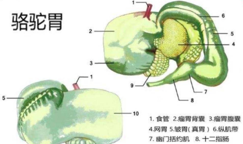 沙漠中遇到渴死的骆驼，为什么不能碰呢？后果会有多严重？