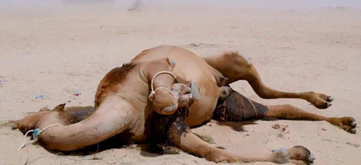 沙漠中遇到渴死的骆驼，为什么不能碰呢？后果会有多严重？