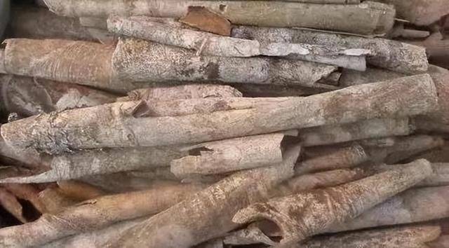 果实如火的“药王奇树”——救必应