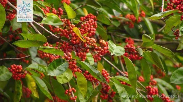 果实如火的“药王奇树”——救必应