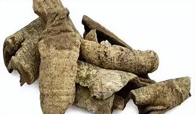 果实如火的“药王奇树”——救必应
