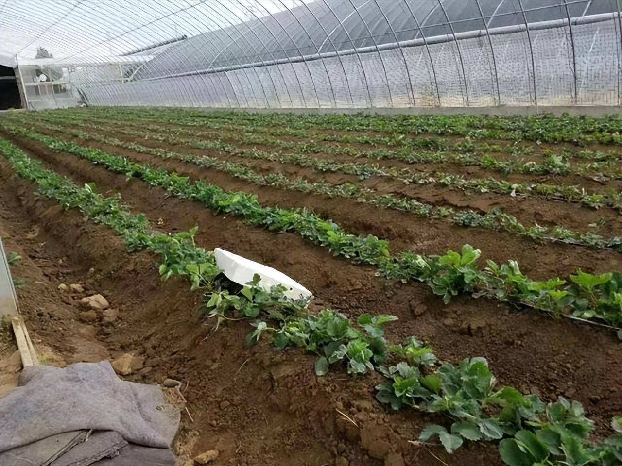 草莓采果后，如何做好田间管理？