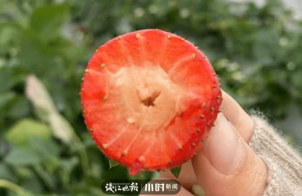 很多人都在采！遇到这样的草莓可以吃吗？