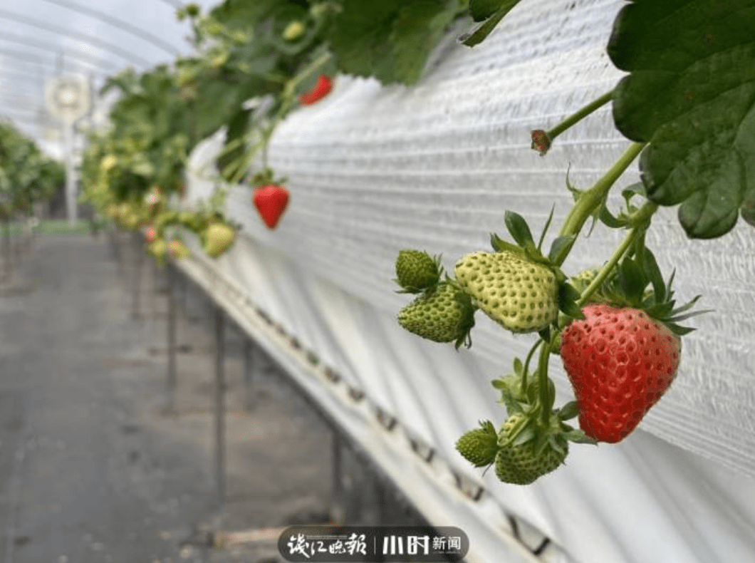 很多人都在采！遇到这样的草莓可以吃吗？