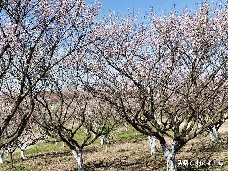 去海湾赏梅，有哪些“要点”不可不知