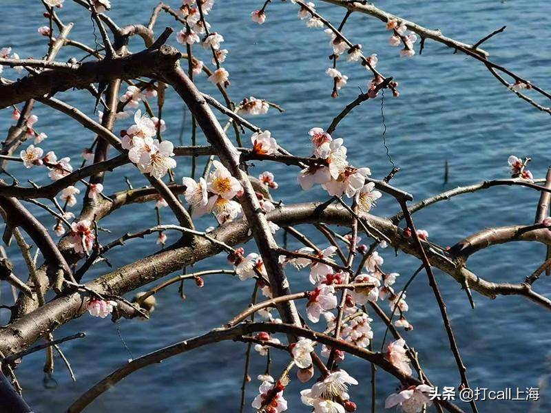 去海湾赏梅，有哪些“要点”不可不知