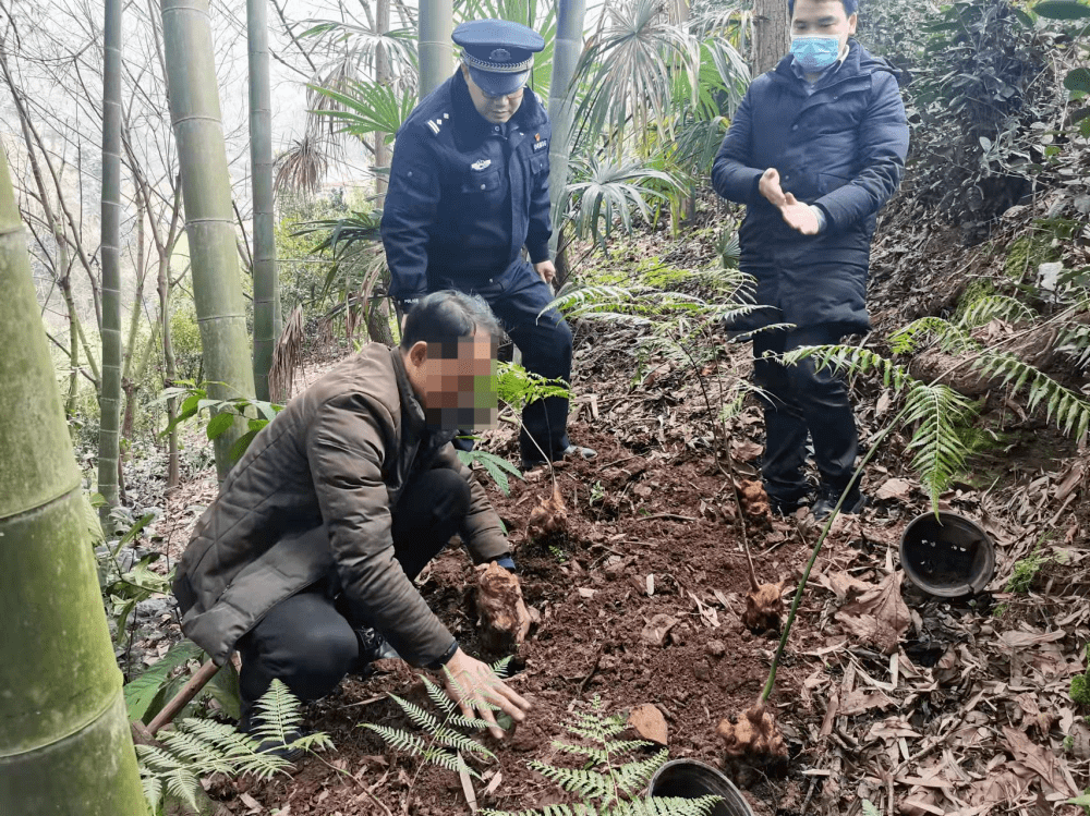 过去山里很多，如今价值极为珍贵，请勿采挖买卖，否则会犯法