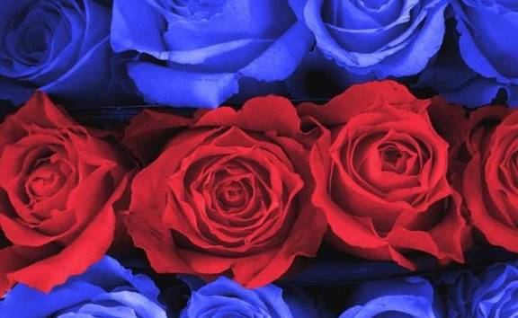 塔罗占卜：4朵玫瑰花你更喜欢哪一朵？秒测你和心上人缘分多深？
