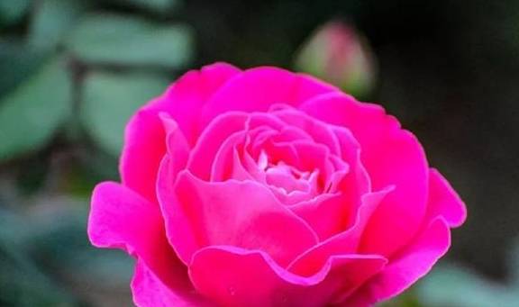 趣味测试：你喜欢哪朵盛开的玫瑰花，测你和心中的TA缘分有多深