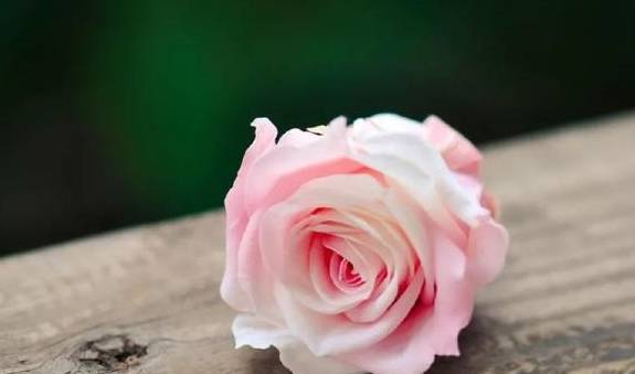 趣味测试：你喜欢哪朵盛开的玫瑰花，测你和心中的TA缘分有多深