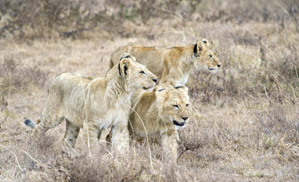 狮群深陷近亲繁殖困境，与母亲和姐妹交配，它们的命运将会如何？