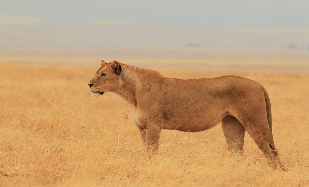 狮群深陷近亲繁殖困境，与母亲和姐妹交配，它们的命运将会如何？