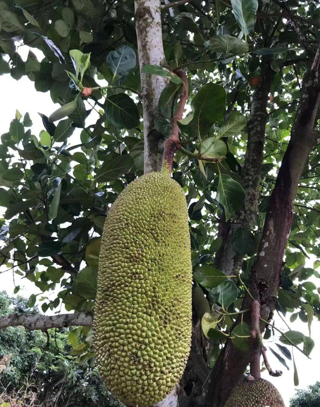 海南，在五指山余脉与呀诺达景区之间，有这样一个世外桃源